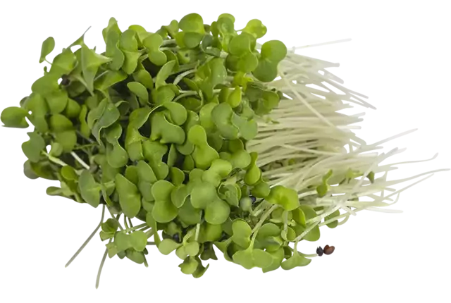 Broccoli cress 50gr kist 18 stuks